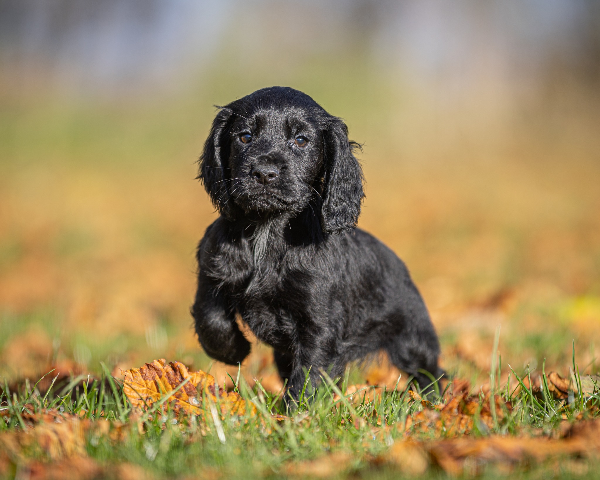 Puppy & Junior Dummy Range Thumbnail