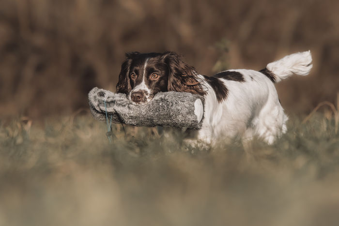 Rabbit & Pheasant Pelt Dummy Thumbnail