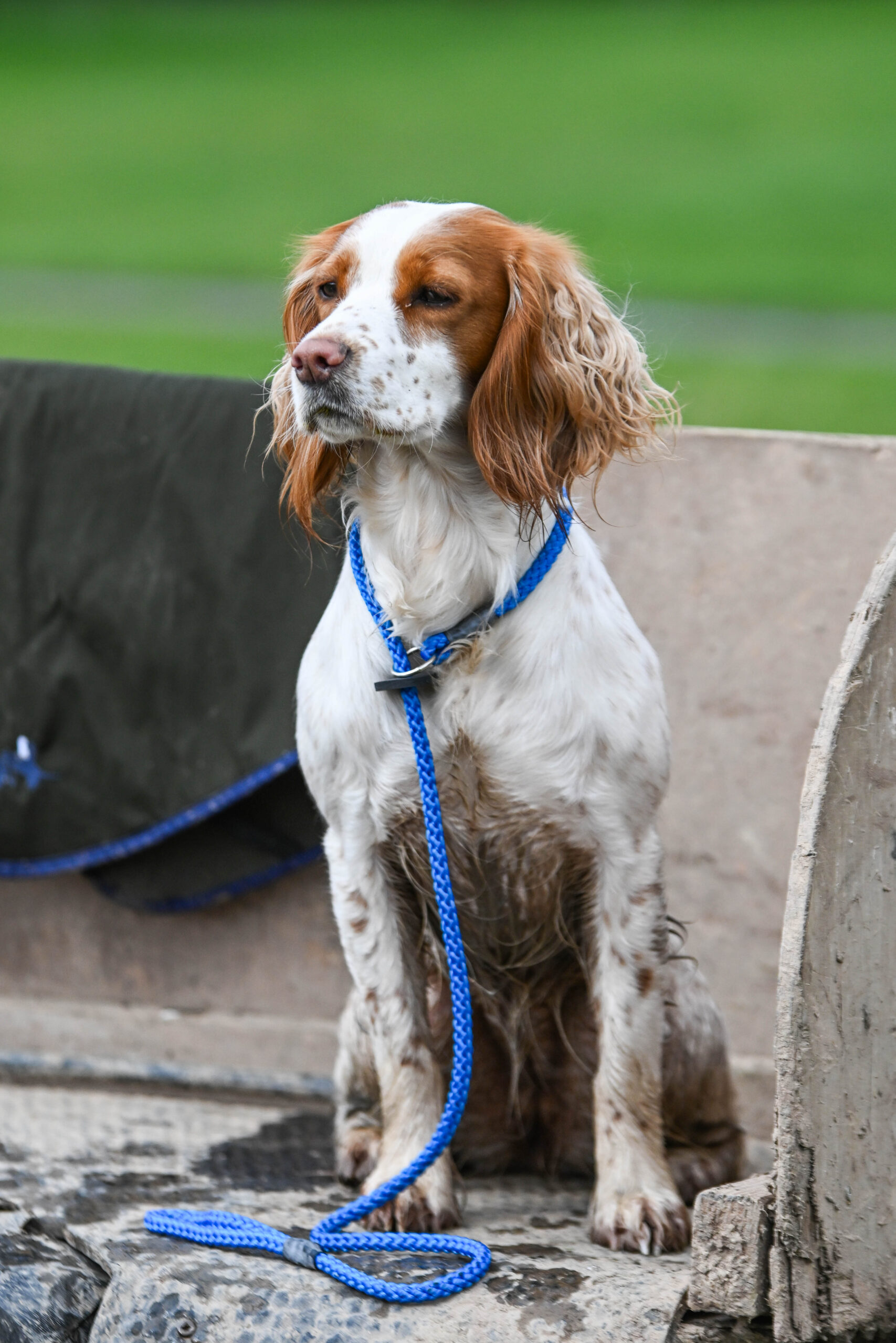 Gundog Slip Lead Collection Thumbnail