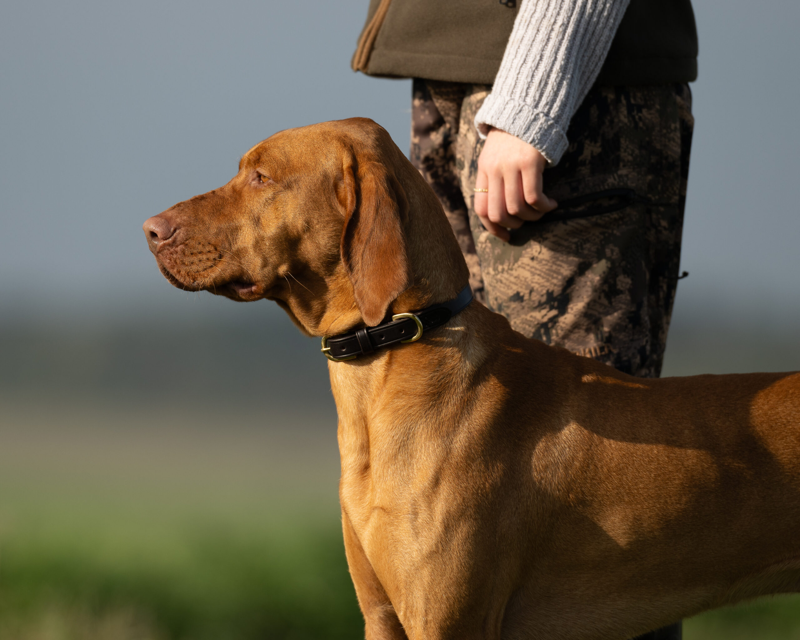 Leather Slip Lead & Collars Thumbnail