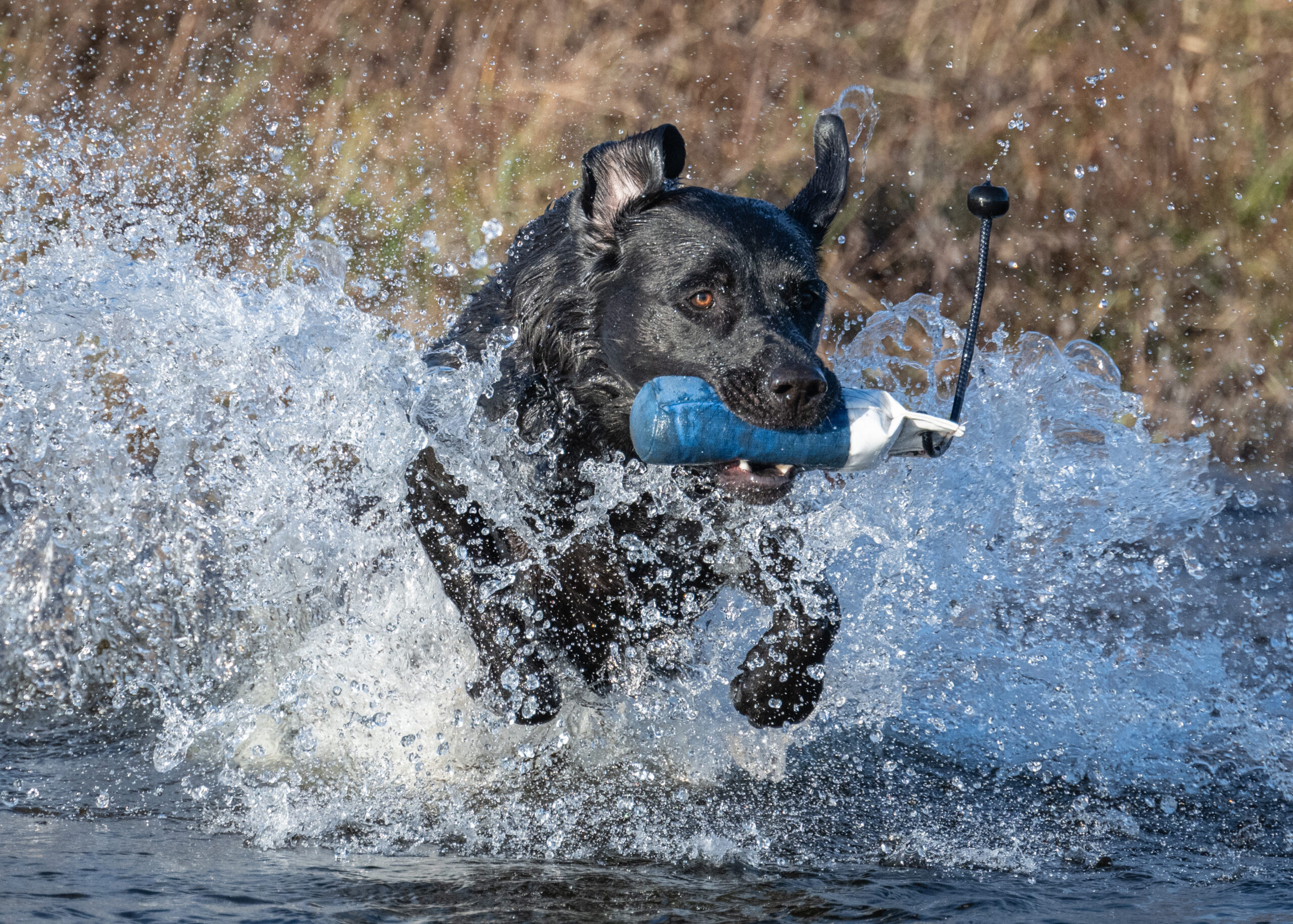 Dog Training Dummies Thumbnail